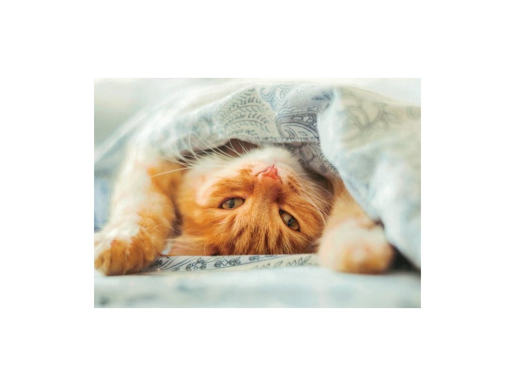 Pohlednice Kočka v posteli