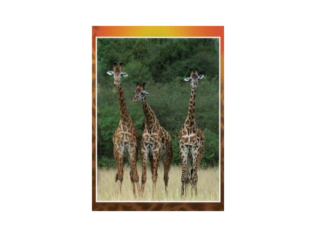 Pohlednice Žirafy