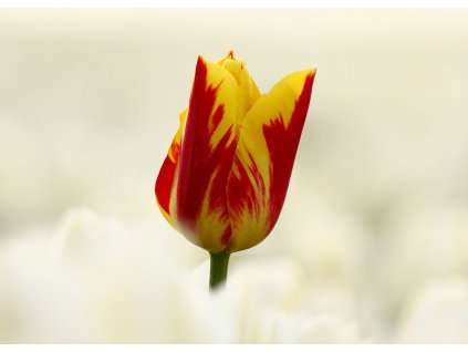 Pohlednice Tulipán