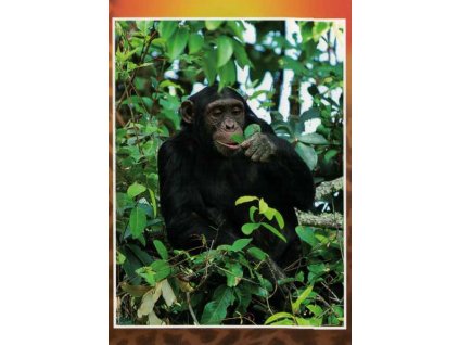 Pohlednice Šimpanz