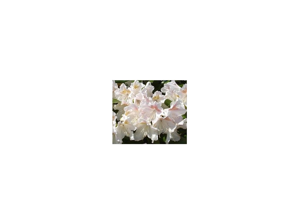 Rhododendron Eskimo 25 - 40 cm  Pěnišník Eskimo