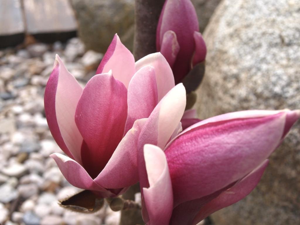 Magnolia liliflora 'Susan'  Šácholán liliokvětý 'Susan'
