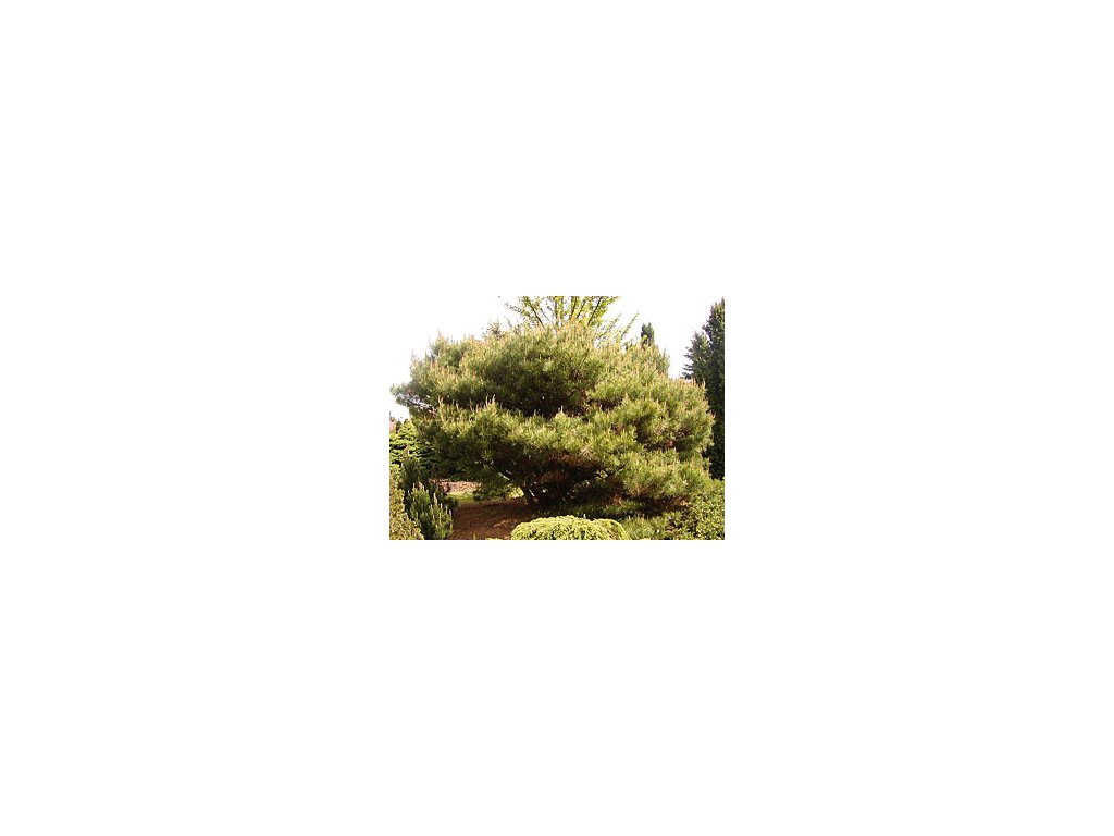 Pinus densiflora 'Umbraculifera'  Borovice hustokvětá ´Umbraculifera