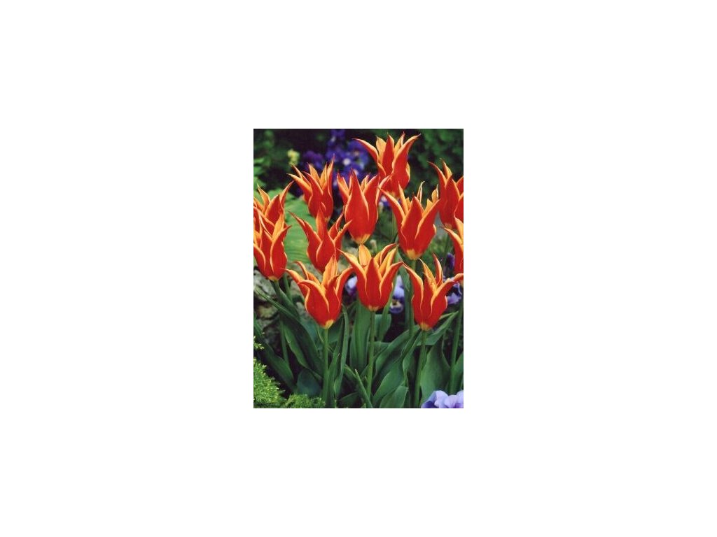Tulipa liliflora Aladdin´s Record (8 ks)  Tulipán liliokvětý Aladdin´s Record