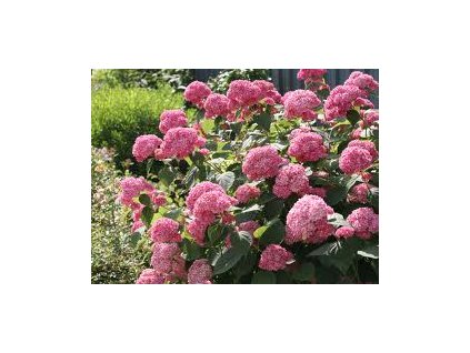 Hydrangea arborescens 'Pink Annabelle'  Hortenzie stromečková ' růžová Annabelle'