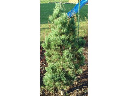 Pinus sylvestris ´Fastigiata´  Borovice lesní ´Fastigiata´