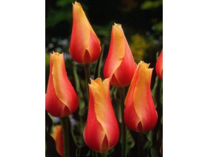 Tulipa Blushing Beauty - jednoduchý, pozdní (5 ks)  Tulipán Blushing Beauty