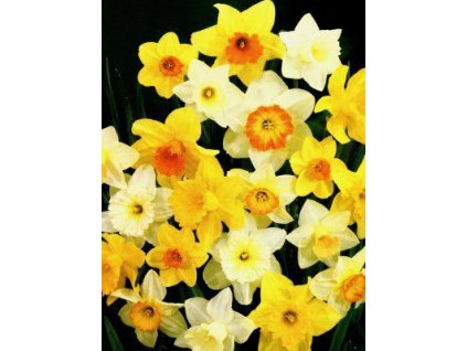 Narcissus - směs velkokorunných barev (5 ks)  Narcis velkokorunný - směs barev