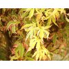 Acer palmatum ´Butterfly´  Javor dlanitolistý ´Butterfly´