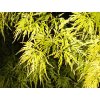 Acer palmatum ´Shishigashira´  Javor dlanitolistý ´Shishigashira´