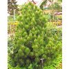 Pinus leucodermis ´Compact Gem´  Borovice pokroucená 'Compacta'
