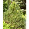 Pinus nigra 'Pygmaea'  Borovice černá 'Pygmaea'
