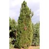 Pinus nigra 'Pyramidalis'  Borovice černá 'Pyramidalis'