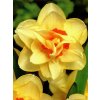 Narcissus Tahiti (5 ks)  Narcis plnokvětý Tahiti