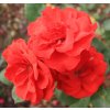 Rosa Red Delight - polyantka (sadová, mnohokvětá)  Růže mnohokvětá Red Delight (sadová)
