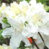 Azalea knaphill Oxydol - velkokvětá 30 - 40 cm  Velkokvětá azalka Goldtopas