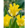 Tulipa Yellow Crown - jednoduchý, pozdní (5 ks)  Tulipán Yellow Crown