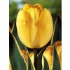 Tulipa Garant - darwin hybrid (8 ks)  Tulipán Garant