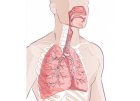 Dýchací cesty