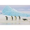 Obraz Penguins 120 x 80 cm, vícebarevná