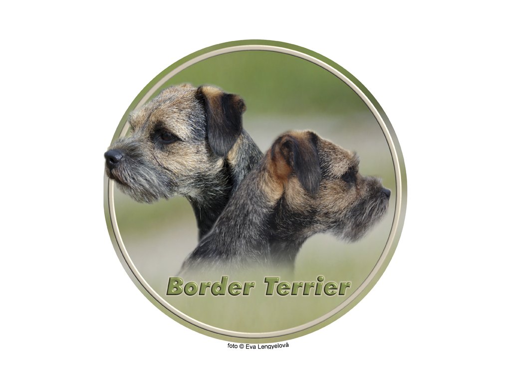 border terrier 010 101