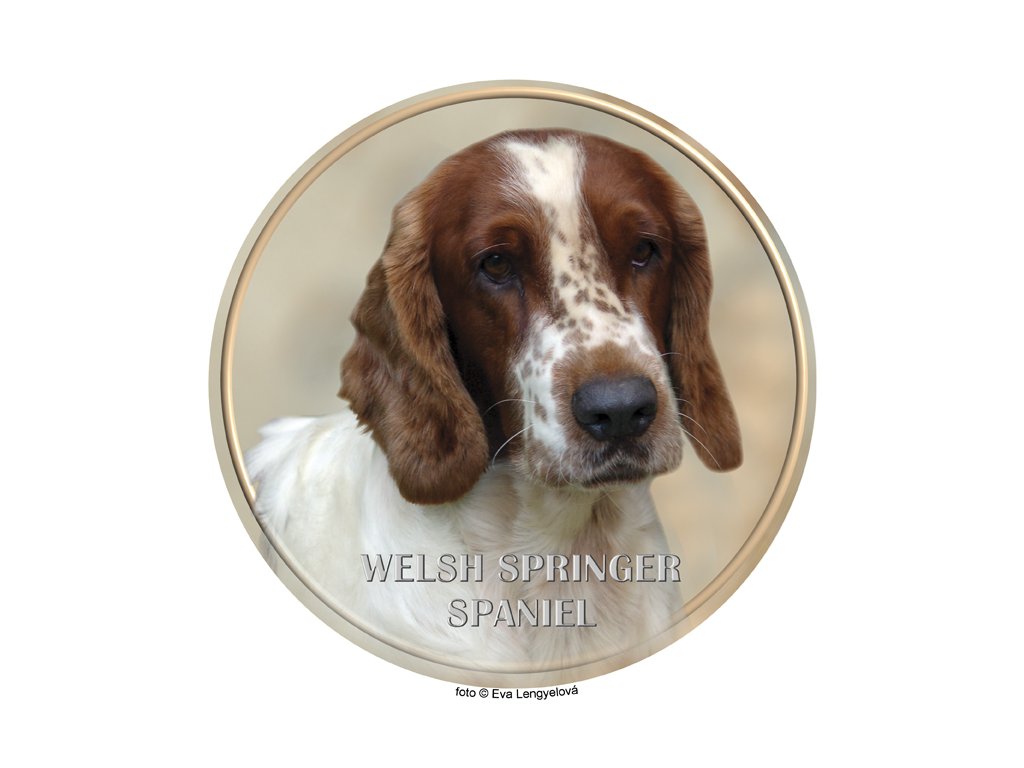 Nálepka Welšský špringeršpaniel - Welsh Springer Spaniel