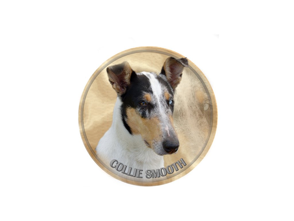 collie smooth 296 101