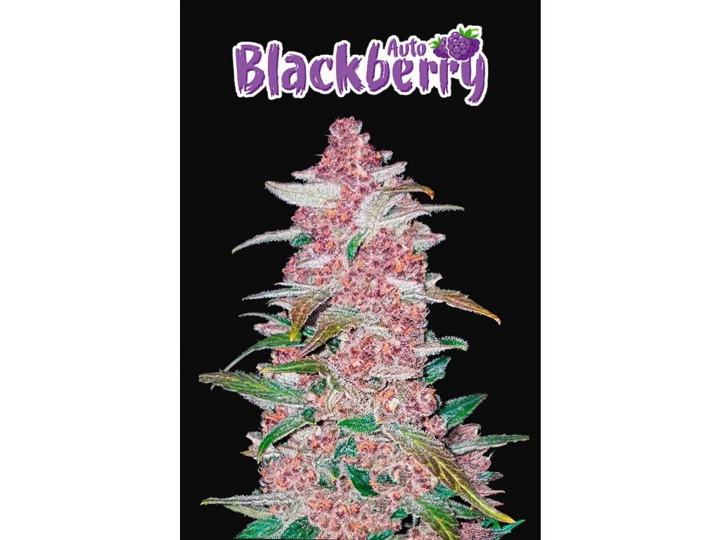 Fast Buds Blackberry Auto feminizovaná autoflowering
