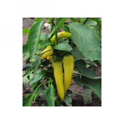 Hungarian Yellow Hot Wax - žluté chilli papričky - semena mírně pálivých chilli papriček - 10 ks