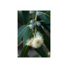Eukalyptus citroníkový (Eucalyptus citriodora) semena eukalyptu - 5 ks