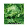 Salát hlávkový ledový Regina dei Ghiacci - semena salátu 0,5 g, 400 ks