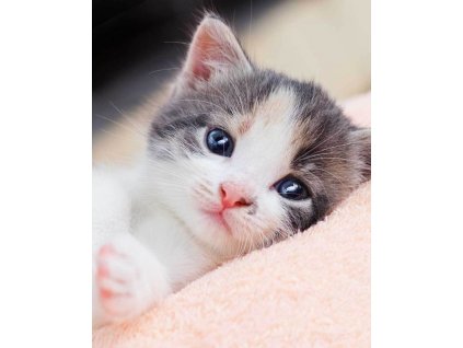 Detská deka Kitten, microflanel, 120x150 cm