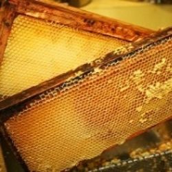 Netradiční včelí produkty