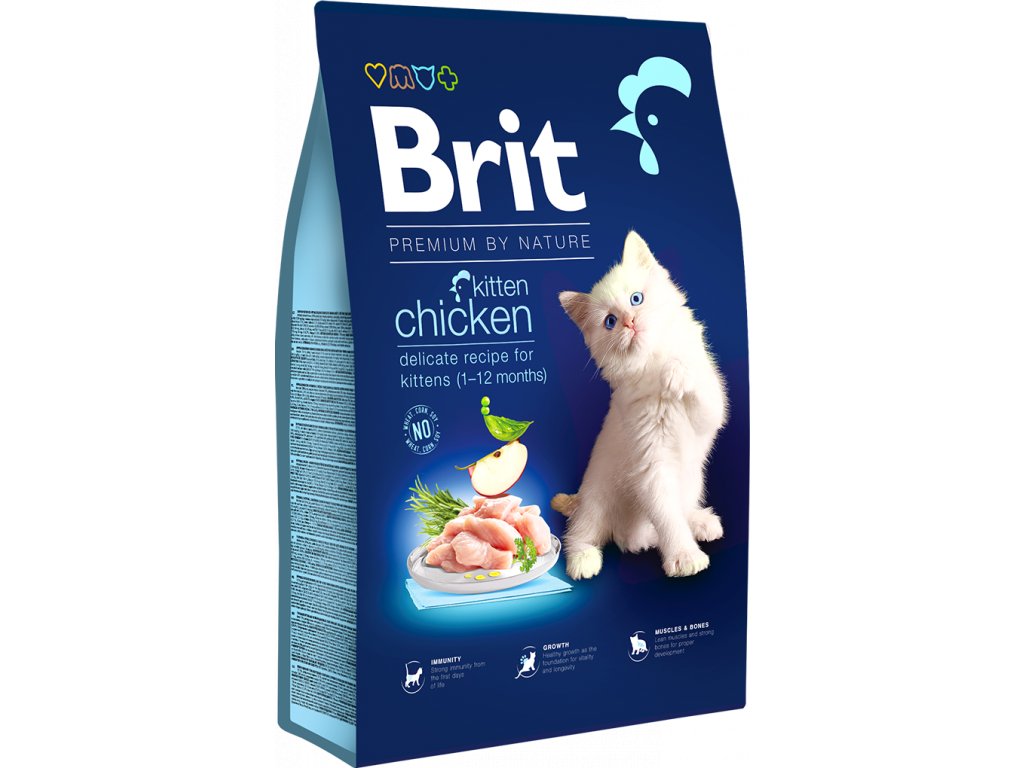 Brit BN kitten
