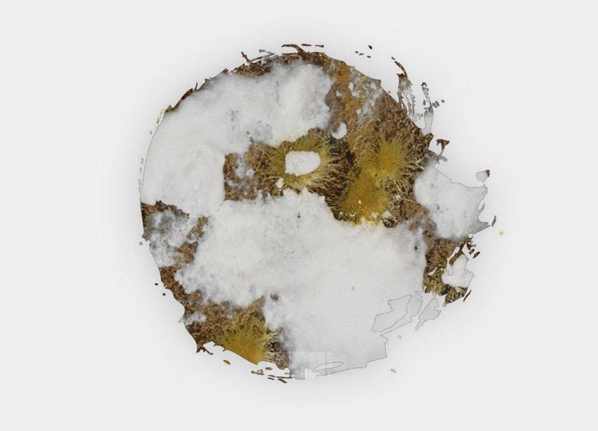 Citadel Technical Paint - Valhallan Blizzard Obrázek