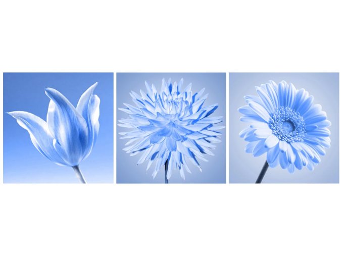 Obraz Květy modré
