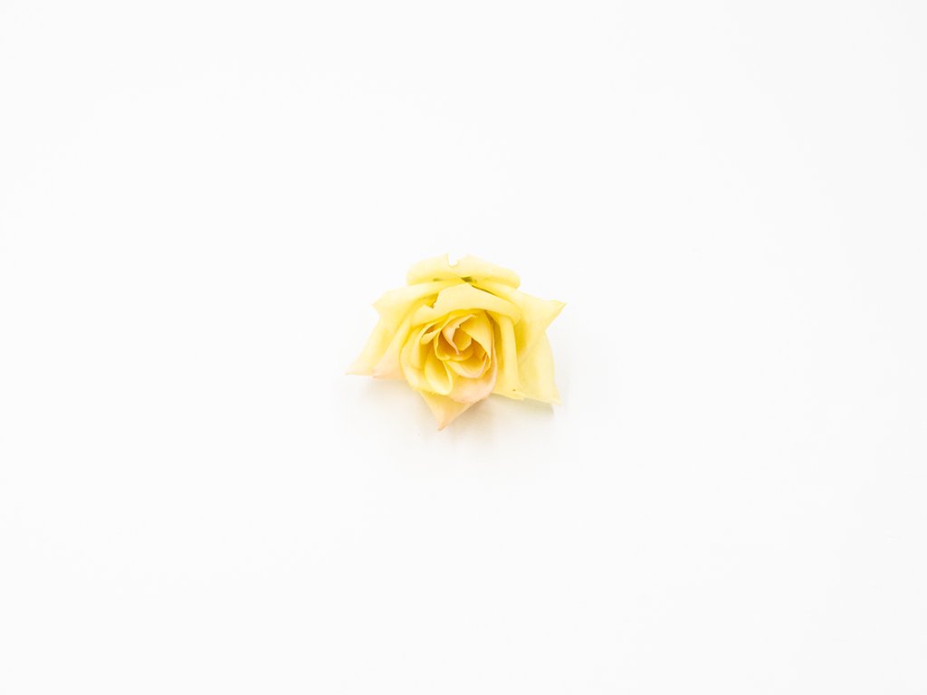 Růže 007 žlutá