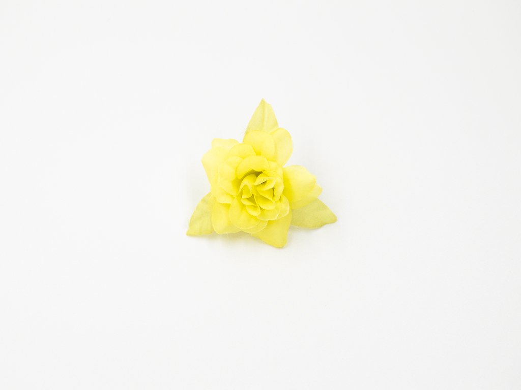 Růže 008 žlutá