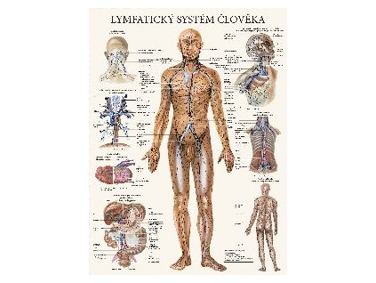 Mapa - Lymfatický systém člověka - 47 x 63 cm