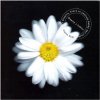 CD Vlasta Redl a skupina, která se jmenuje KAŽDÝ DEN JINAK - Dopisy z květin
