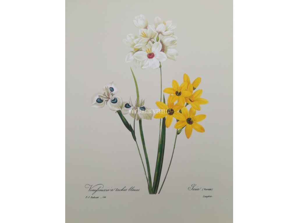 Tisk na uměleckém papíru Květiny 30 cm x 40 cm