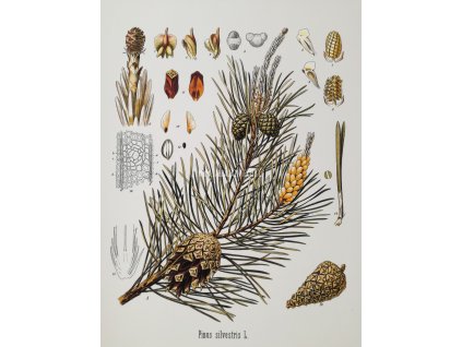Tisk na uměleckém papíru Pinus 30 cm x 40 cm