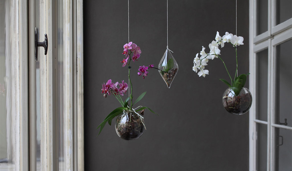 Levitující orchideje