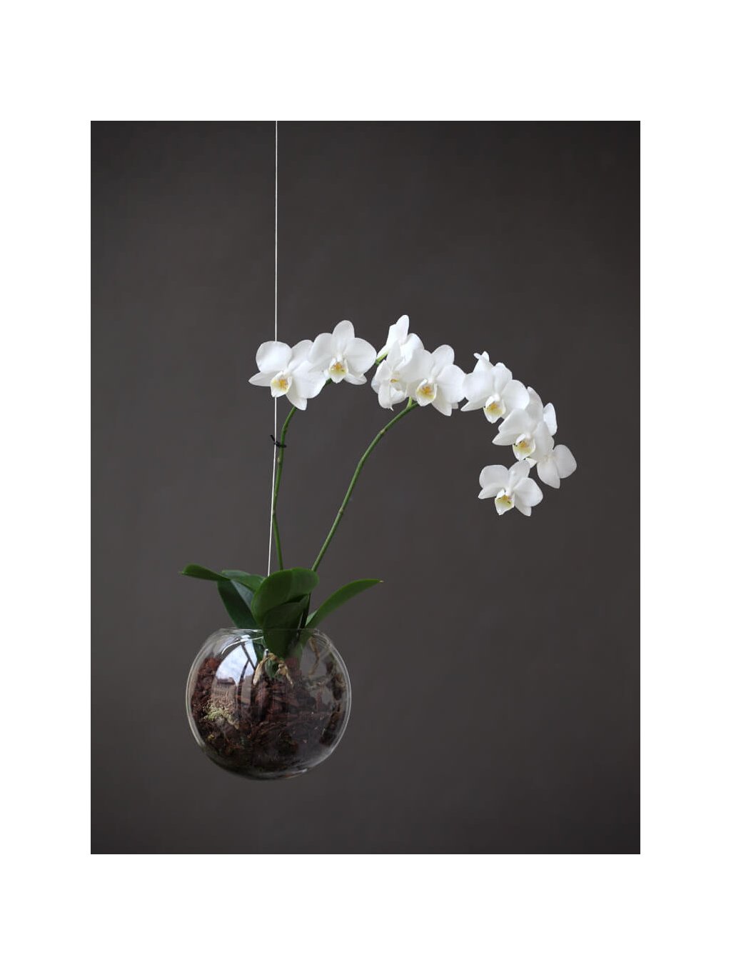 aerarium na orchidej zahrada na niti