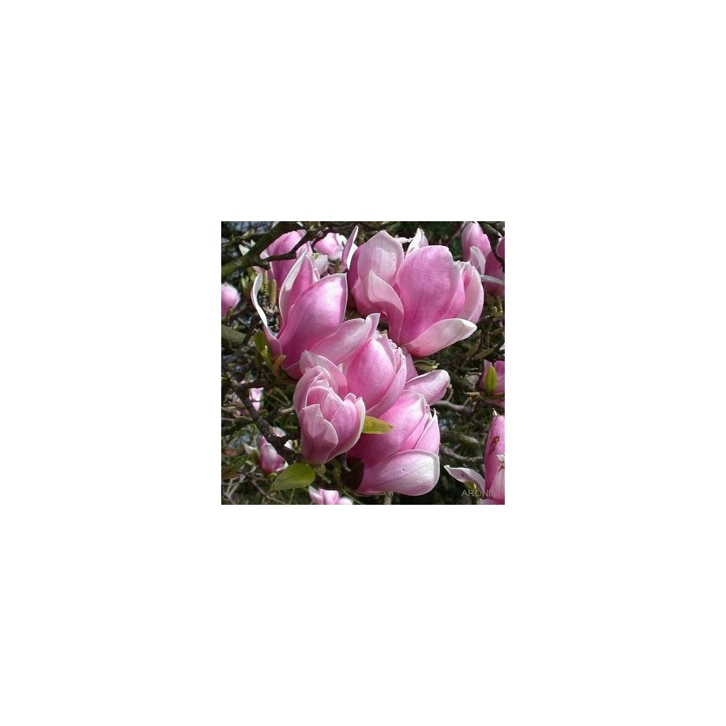 Magnolie Soulangeova - Magnolia soulangeana - mnohokmen - 180 - 200 cm Exkluziv