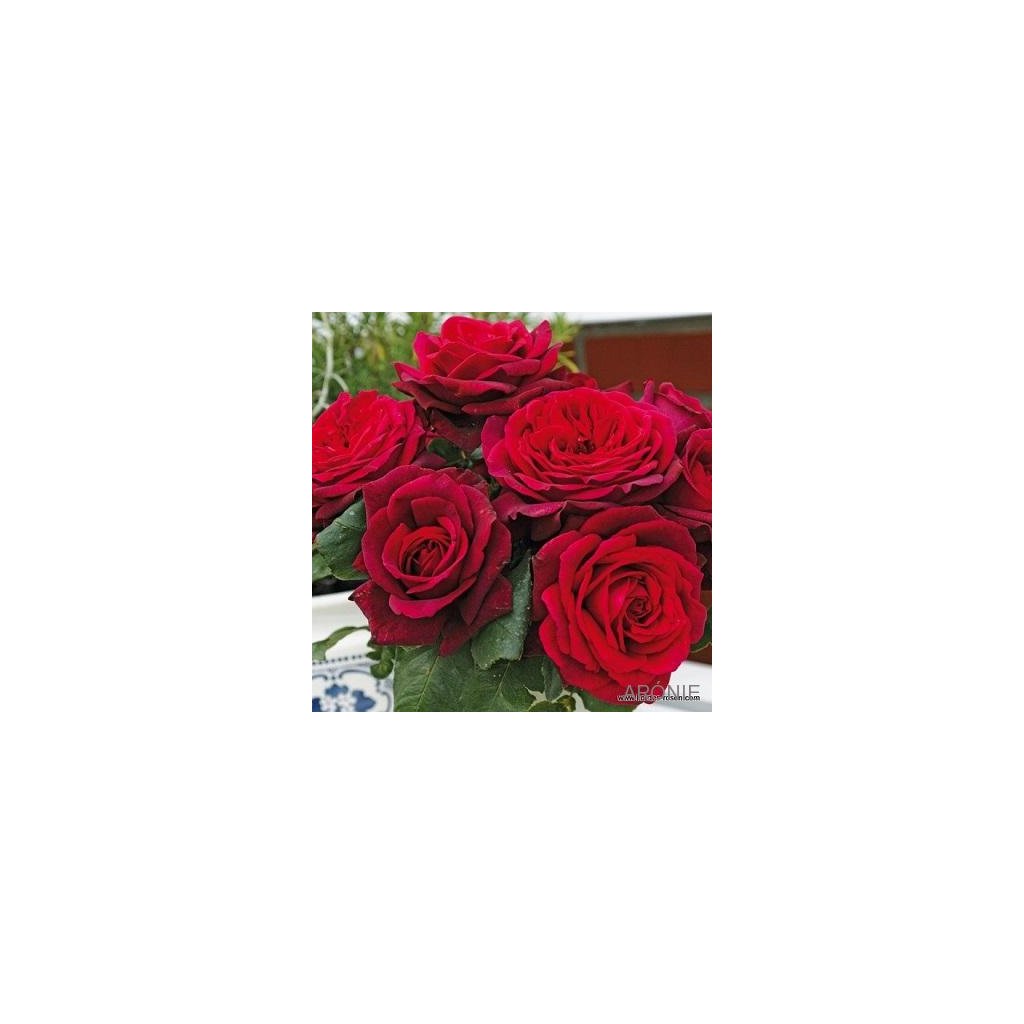 Kordes růže Parfuma ´Gräfin Diana´ ® ADR