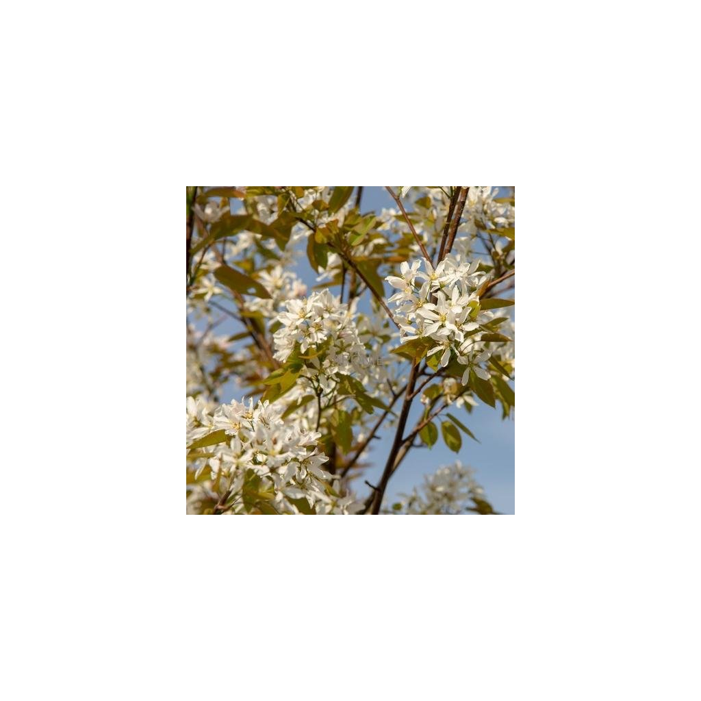 Muchovník lamarckův - Amelanchier lamarckii ´Ballerina´ - strom 350 - 400 cm