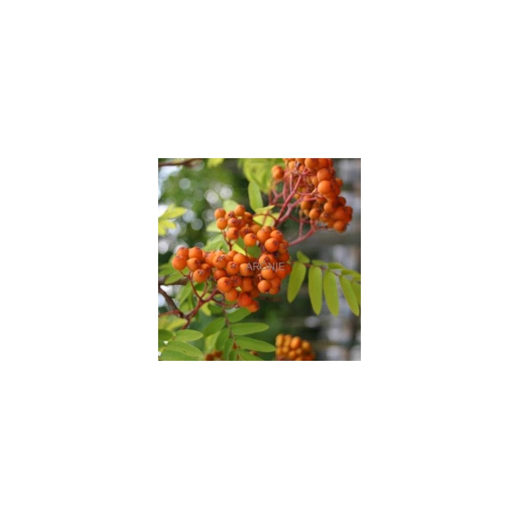Jeřáb ptačí - Sorbus aucuparia - ok 10/12