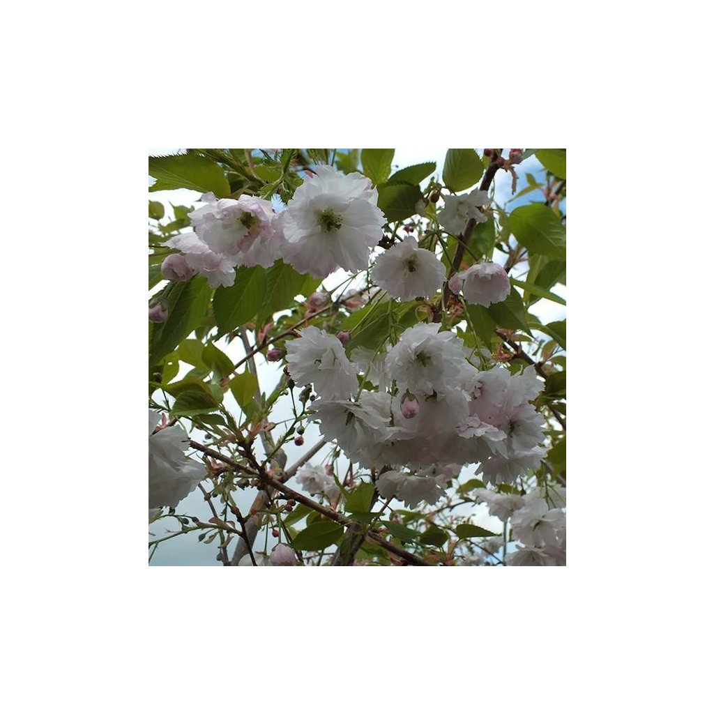 Sakura - Prunus serrulata ´Mount Fuji´- ´Shirotae´ - ok 8/10