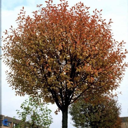 Višeň křovitá - Prunus eminens ´Umbraculifera´ ok 10 - 12 cm